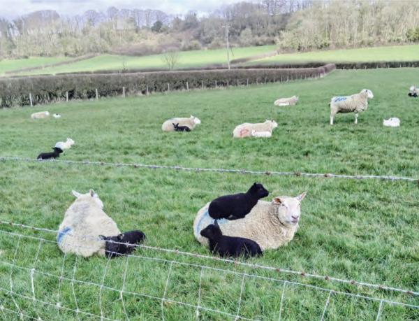 Milborne Port Magazine March 2026