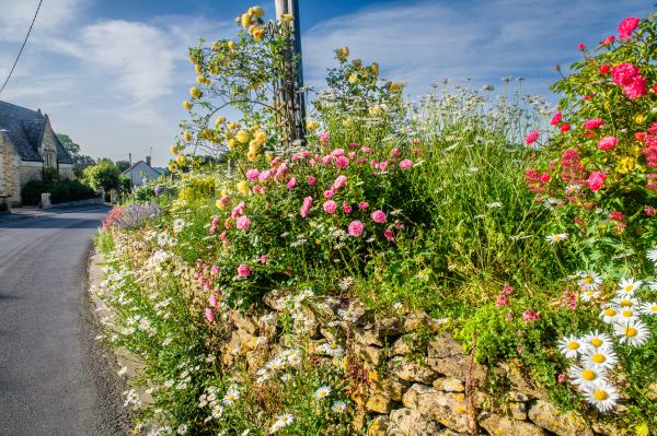 Photo of Gainsborough flowers 